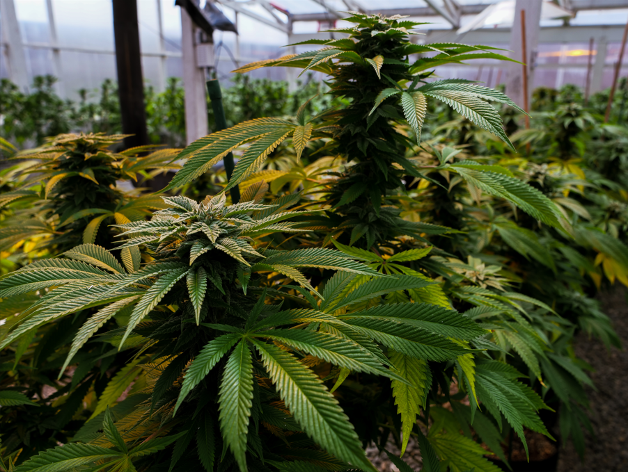 Cannabis Dispensary & CBD Shop Montrose & Delta, CO Green Meadows